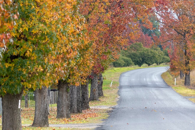 moree trees