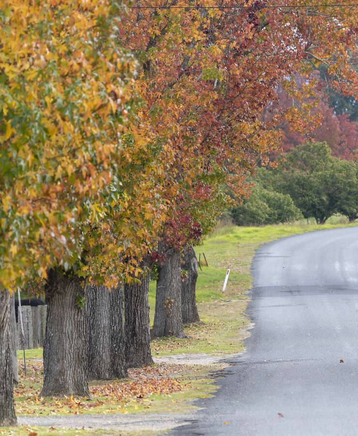 Autumn coloured tree lined road, Moree