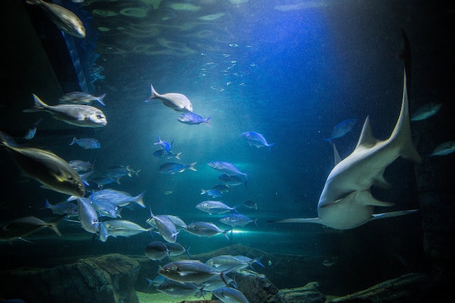 ダーリングハーバーの観光スポット シーライフ・シドニー水族館