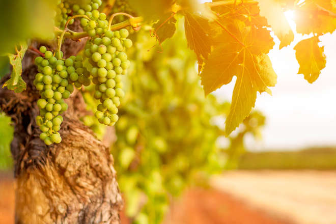 Vineyard grapes at sunrise