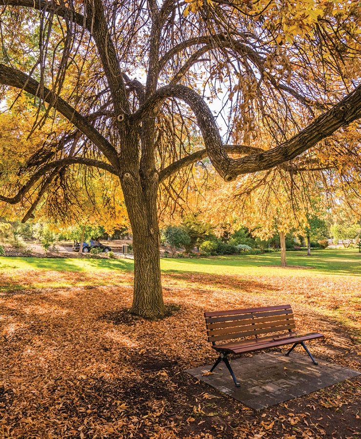 Large tree in autumn, Botanic Gardens