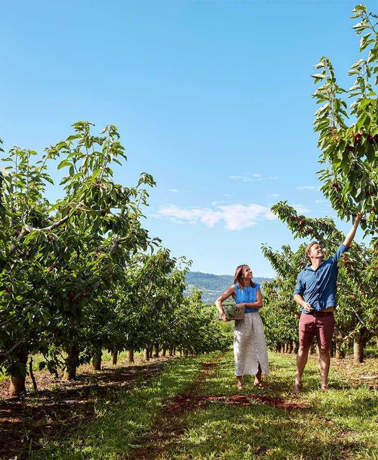 Couple picking cherries, Orange