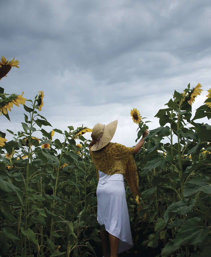 Sunflowers, Bundaberg region, QLD