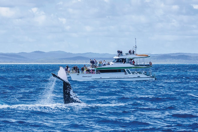 whale watching hervey bay