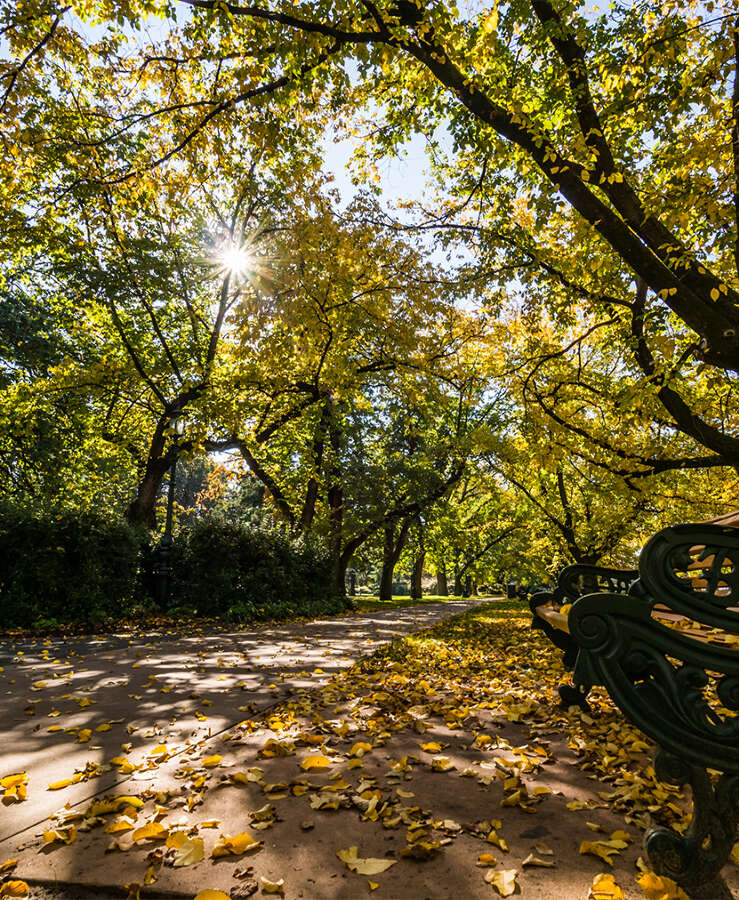 Rosalind Park in Autumn, Bendigo