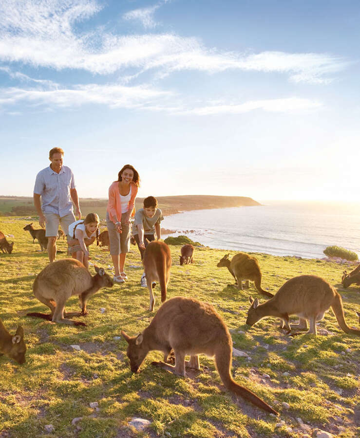 Kangaroos on Kangaroo Island, South Australia