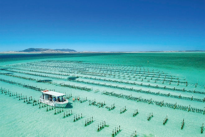 Oyster farm at coffin bay