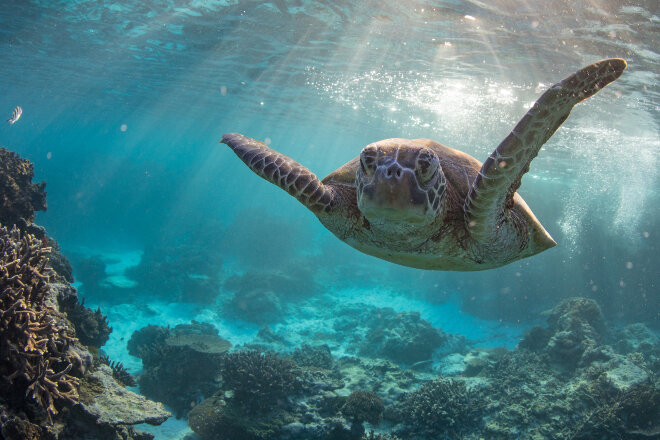 Turtle swimming