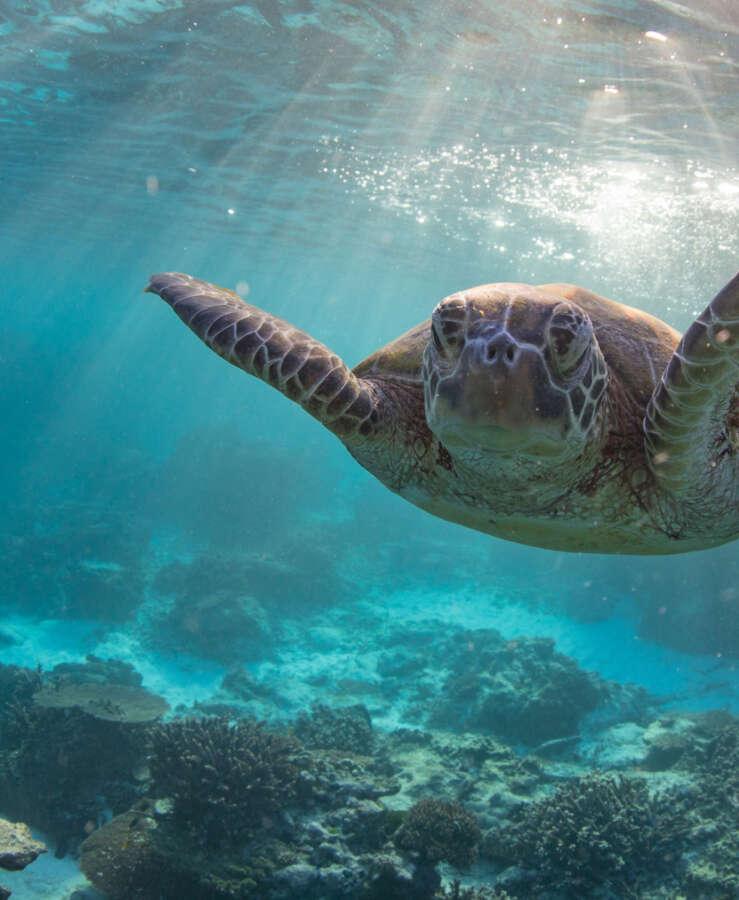 Turtle under water at the Great Barrier Reef