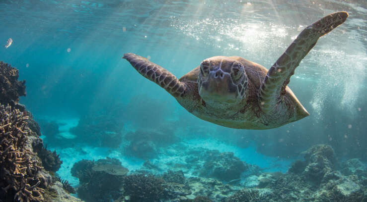 Turtle under water at the Great Barrier Reef