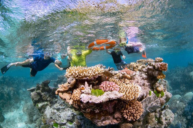 Person snorkelling with a turtle on the Great Barrier Reef, Queensland