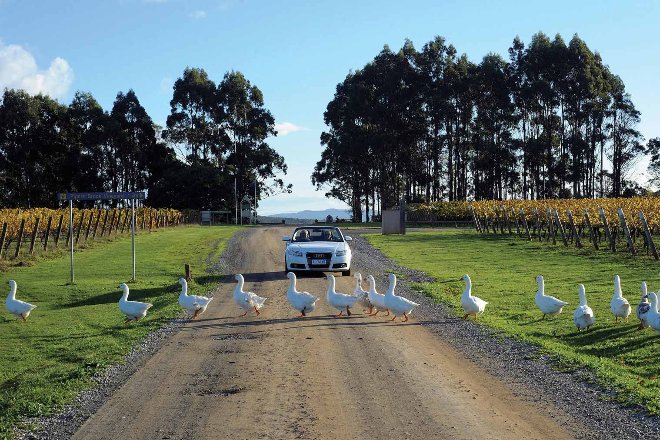 Ducks crossing a farm road with a car in background