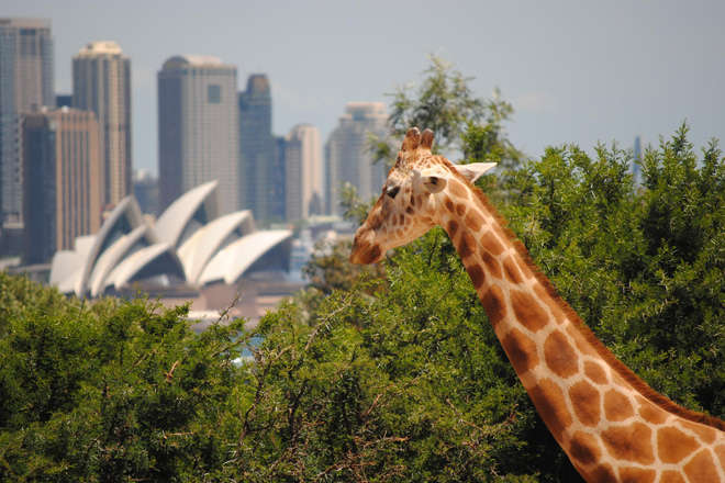 Giraffe at Taronga Zoo