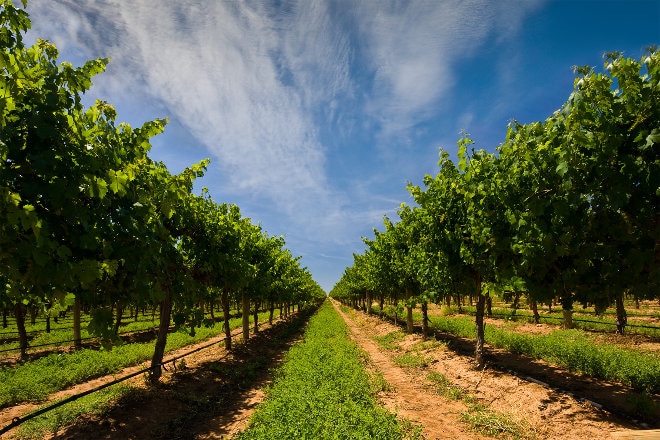 Mildura vineyard