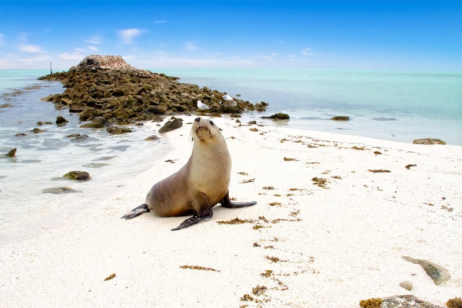 Seal on abrolhos islands