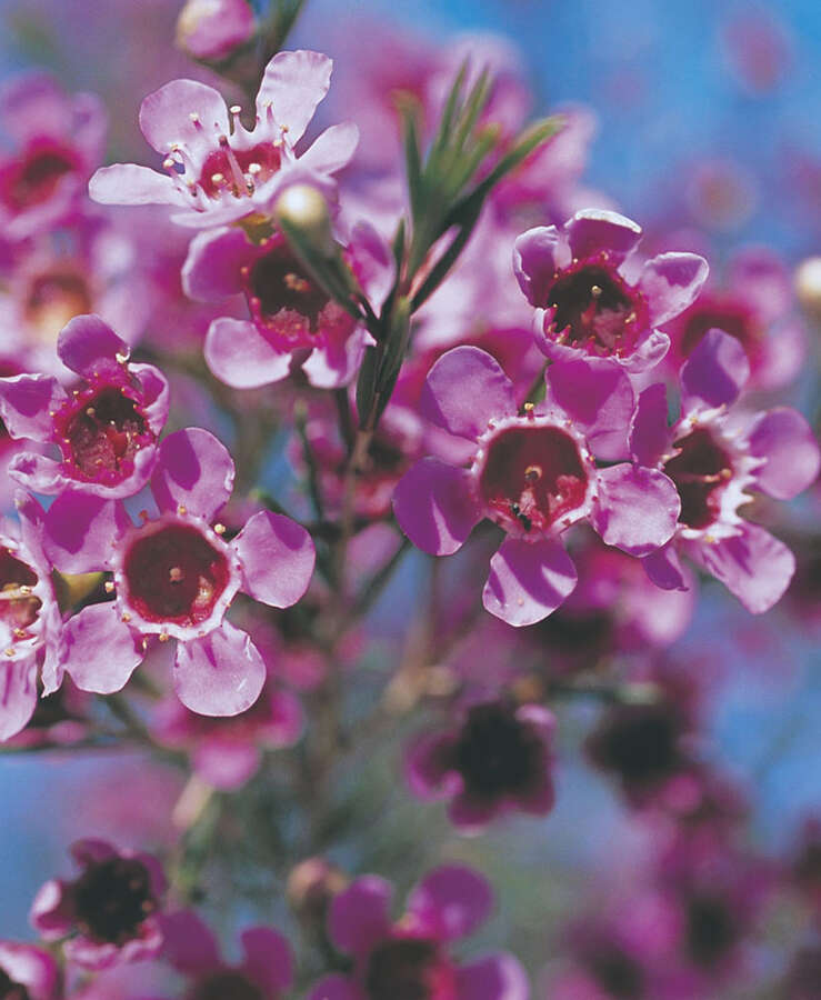 Geraldton Wax (Chamelaucium uncinatum)