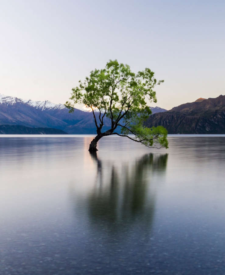 Lone tree on Lake Wanaka, Otago South Island New Zealand