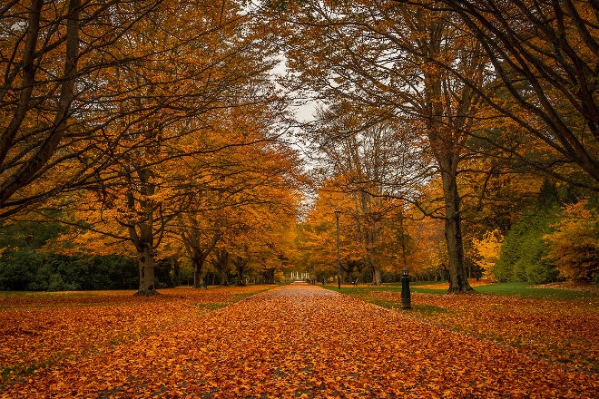 Invercargill autumn trees