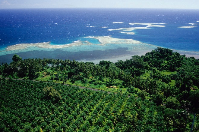 Oil palm plantation PNG