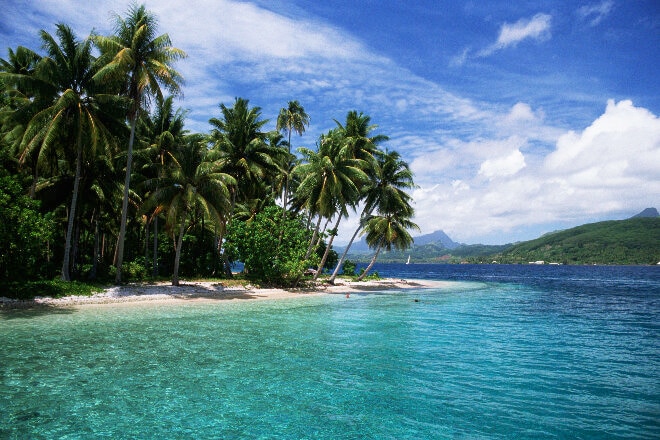 Tonga Palm Trees and beach