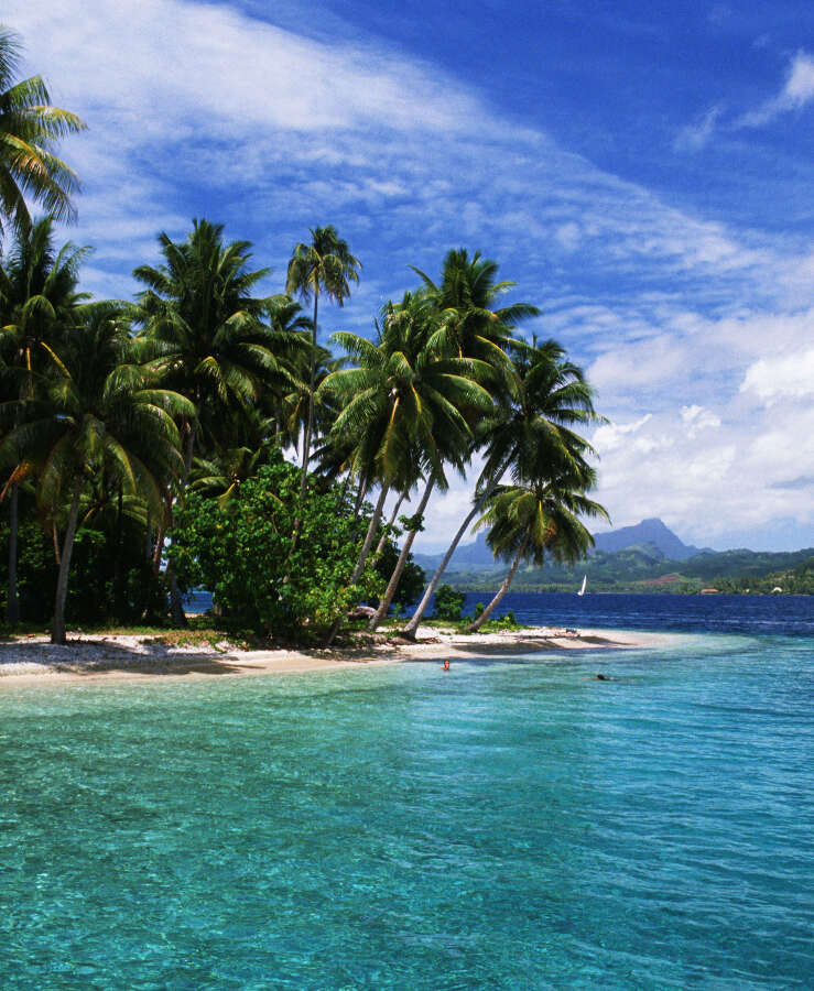 Palm Trees on the Tongan Shore