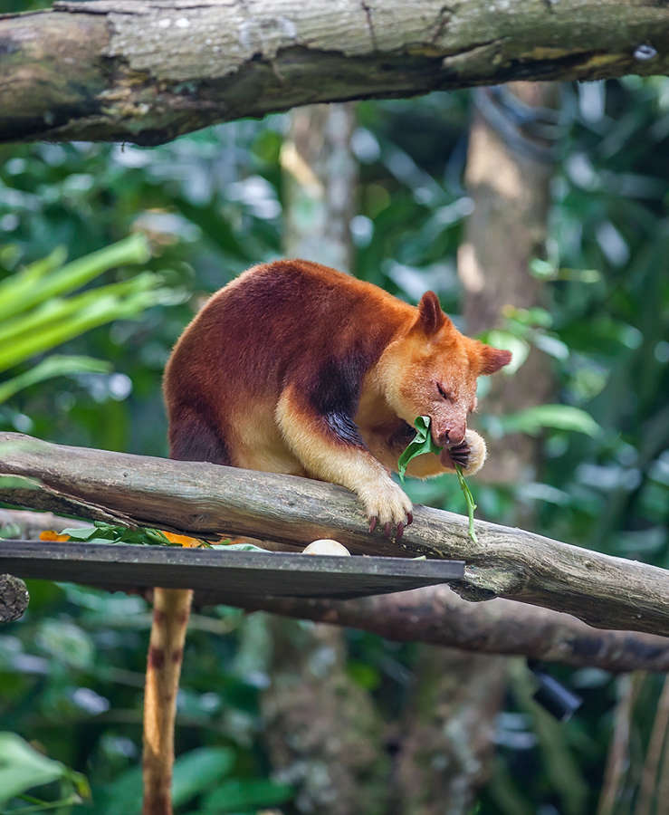 Tree Kangaroo in PNG