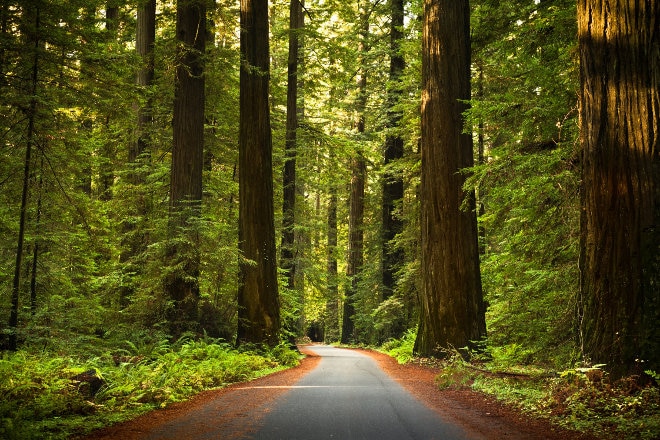 Redwood trees 