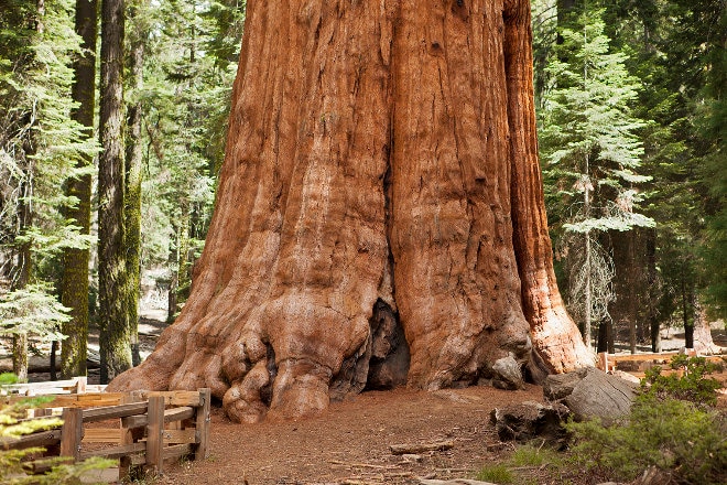 Giant Sequoia tree base