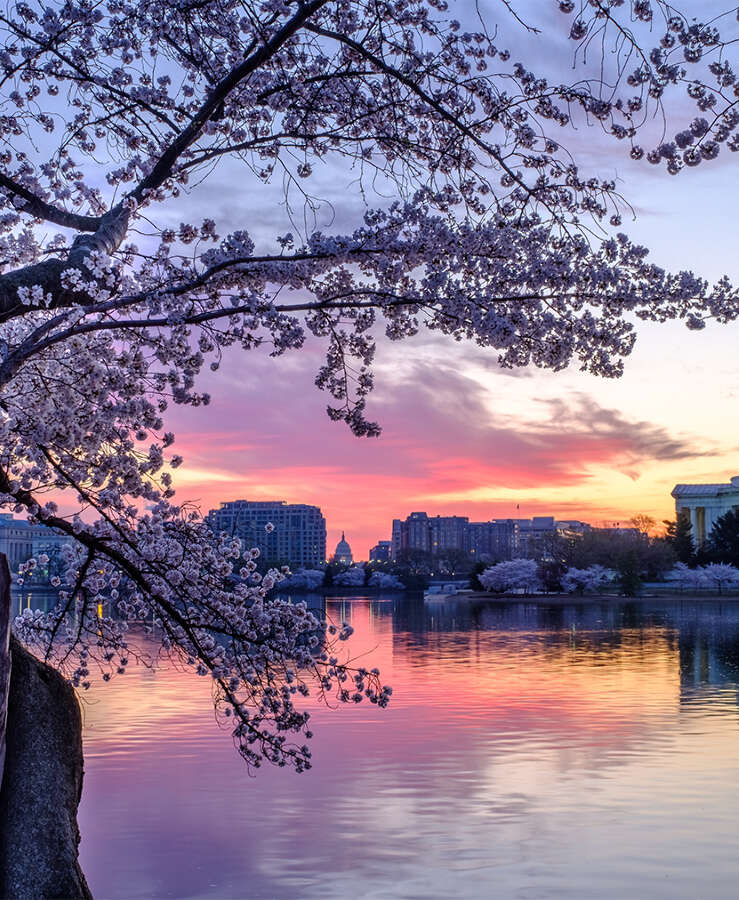 Washington DC Purple Morning Skies and Blossoms over Jefferson 2