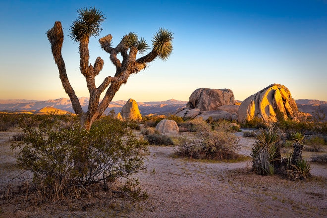 Tree in desert