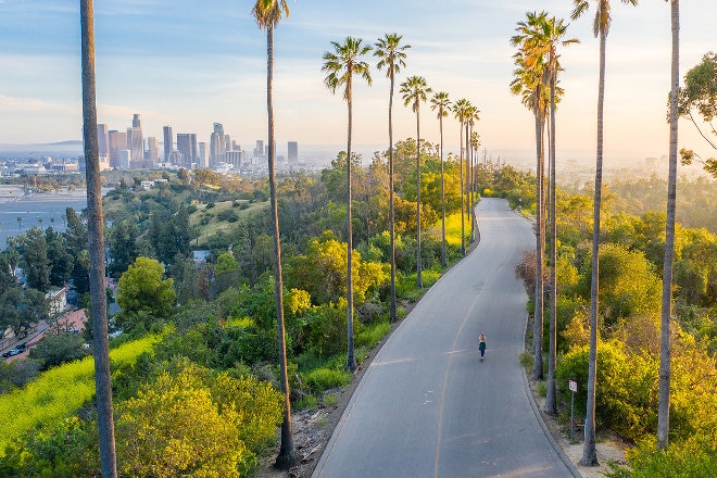 Palm tree lined road in Los Angeles