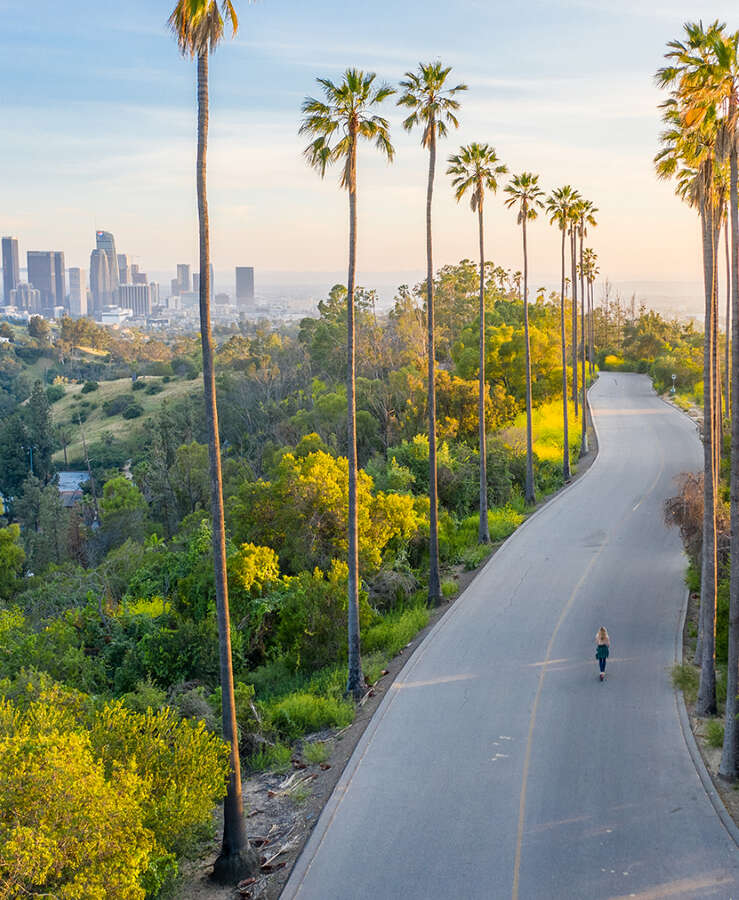 Palm trees and coastline in Los Angeles