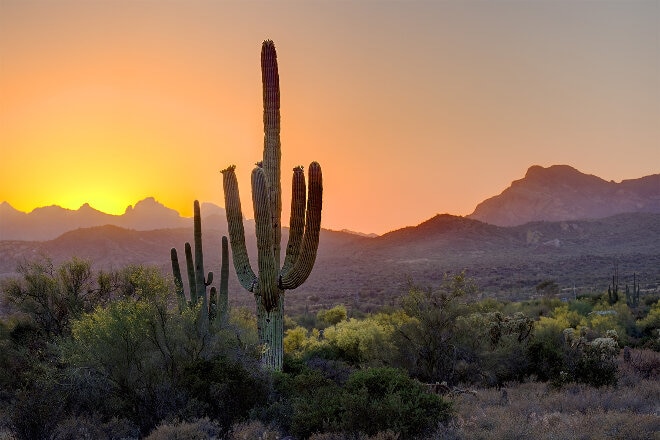 Phoenix cactus in desert