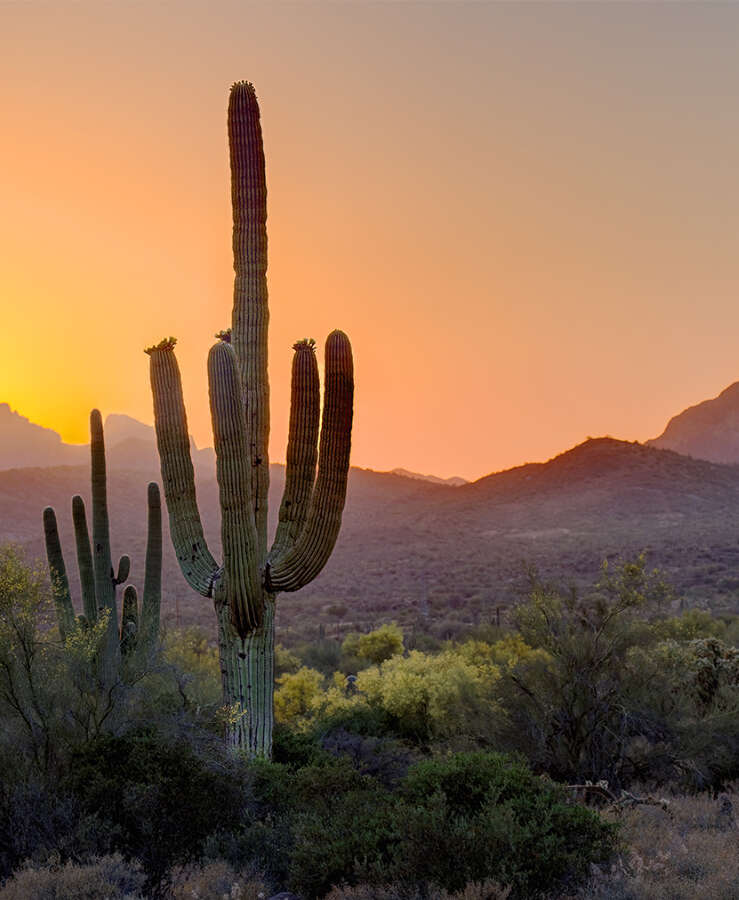 Phoenix Arizona Saguaro Cactus And Trees Growing On Field Against Sky During Sunset