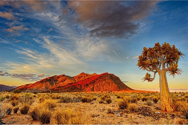 Tree in desert