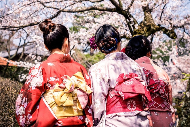 Cherry Blossoms in Osaka with Japanese Geishas looking on