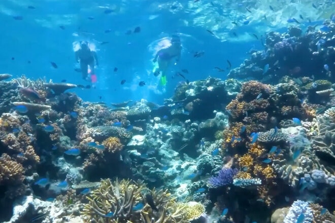 Snorkelers in the Great Barrier Reef