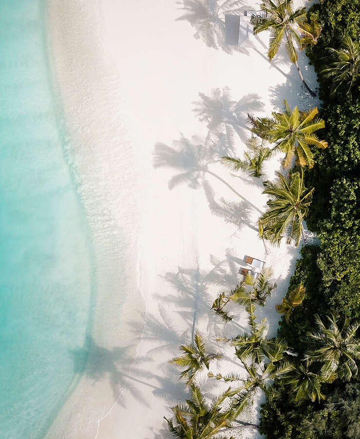 aerial view of tropical beach with palm trees