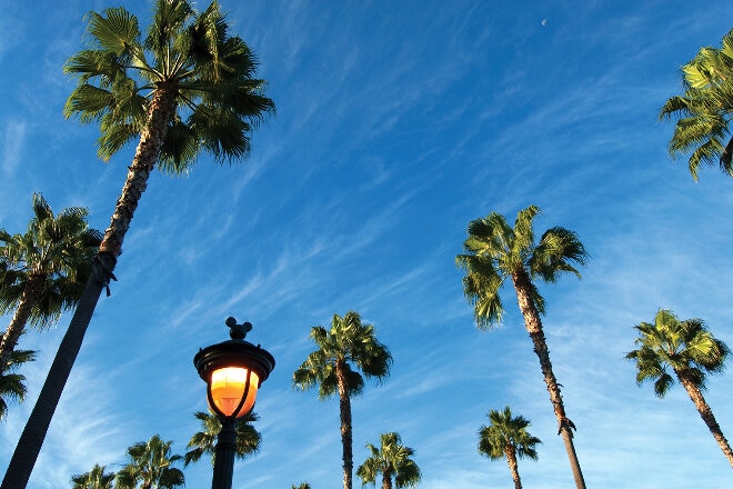 Palm trees in Anaheim, California