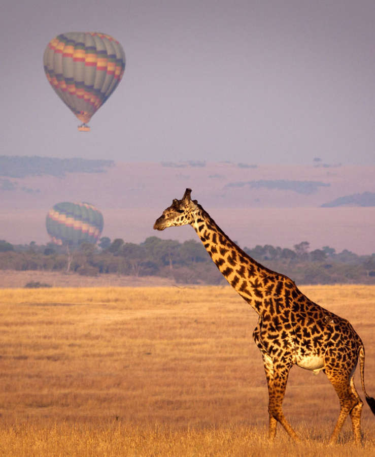 Giraffe and hot air balloon