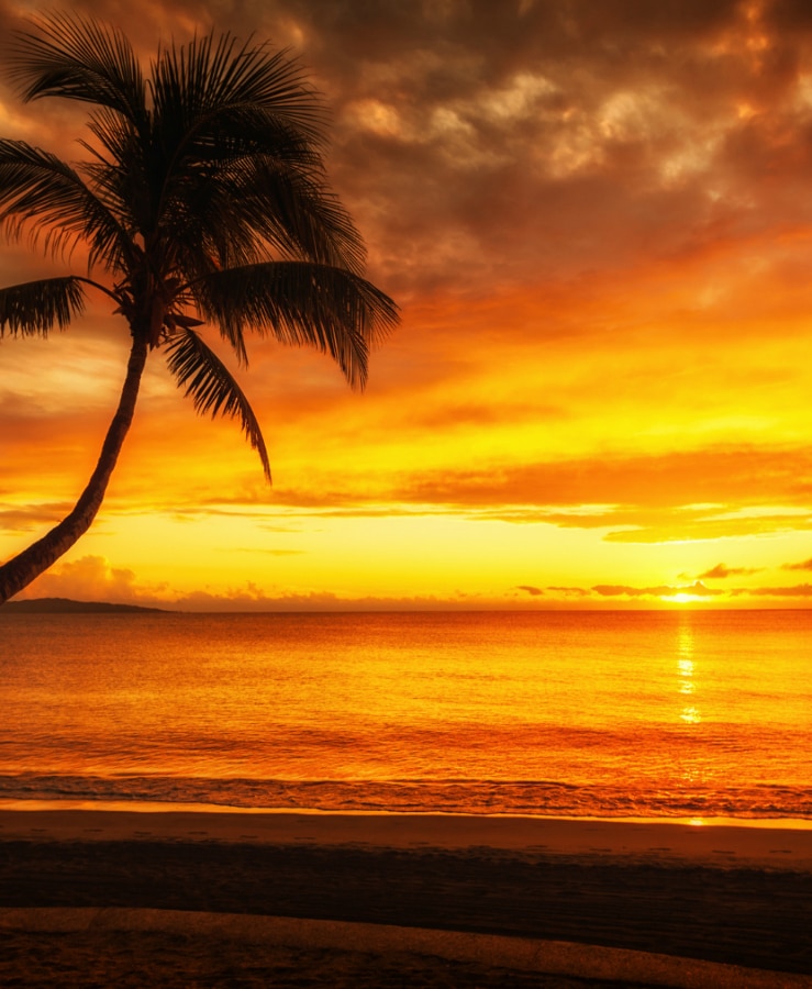 Orange sunset in Nadi with a palm tree, Fiji