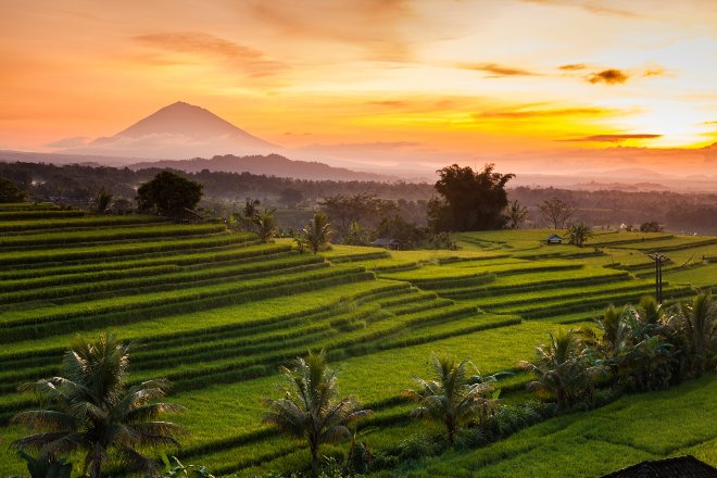 Rice fields in bali