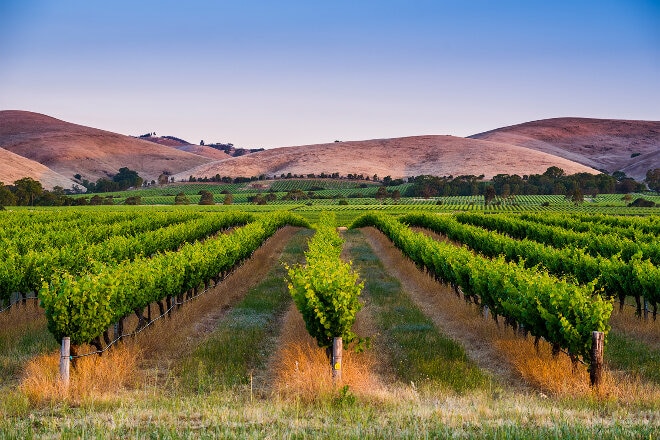 Rows of grapes growing at a vineyard