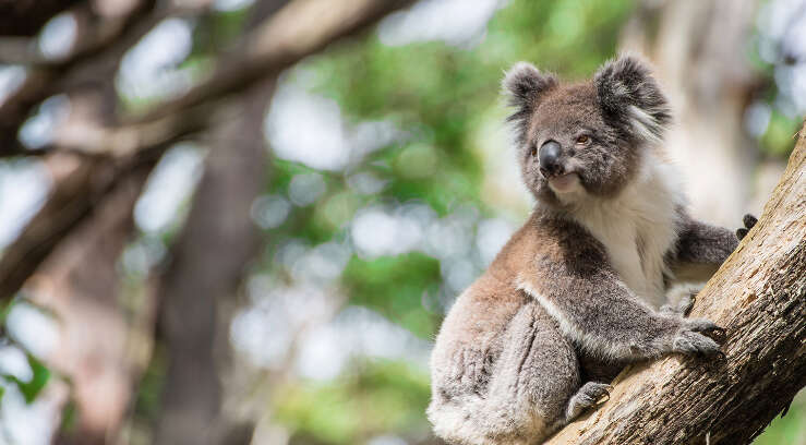 Koala in tree