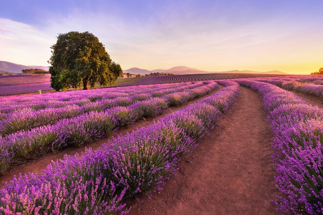 Bridestowe Lavender Estate, Tasmania, Launceston