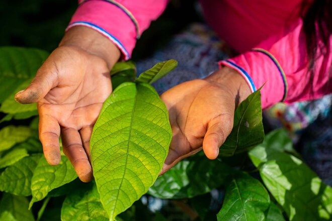 Hands holding a plant