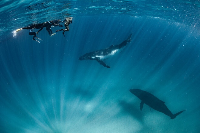 Swimming with wahles in Ningaloo