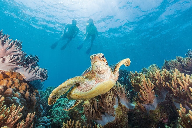 Turtle with snorkellers at the Michaelmas Cay