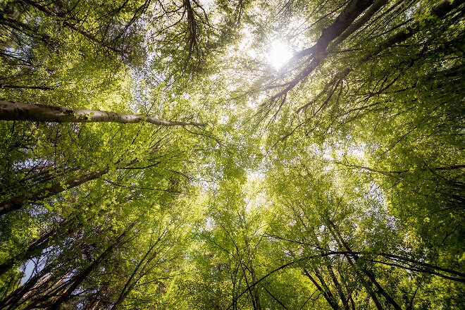 trees in forest