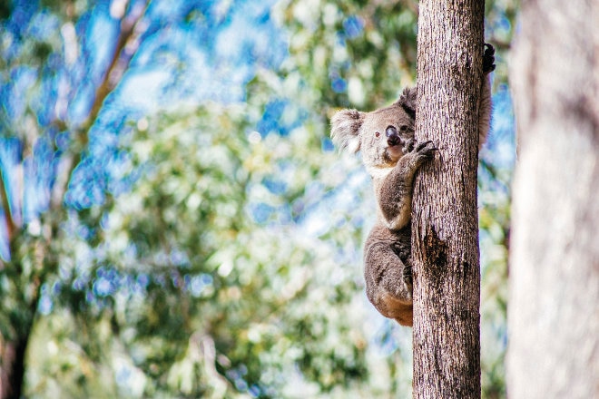 Koala on tree